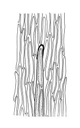 Brachythecium velutinum, abaxial costal spine. Drawn from K.W. Allison 4660, CHR 477815.
 Image: R.C. Wagstaff © Landcare Research 2019 CC BY 3.0 NZ